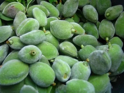 تصویر 2 از قیمت روز بادام درختی سبز